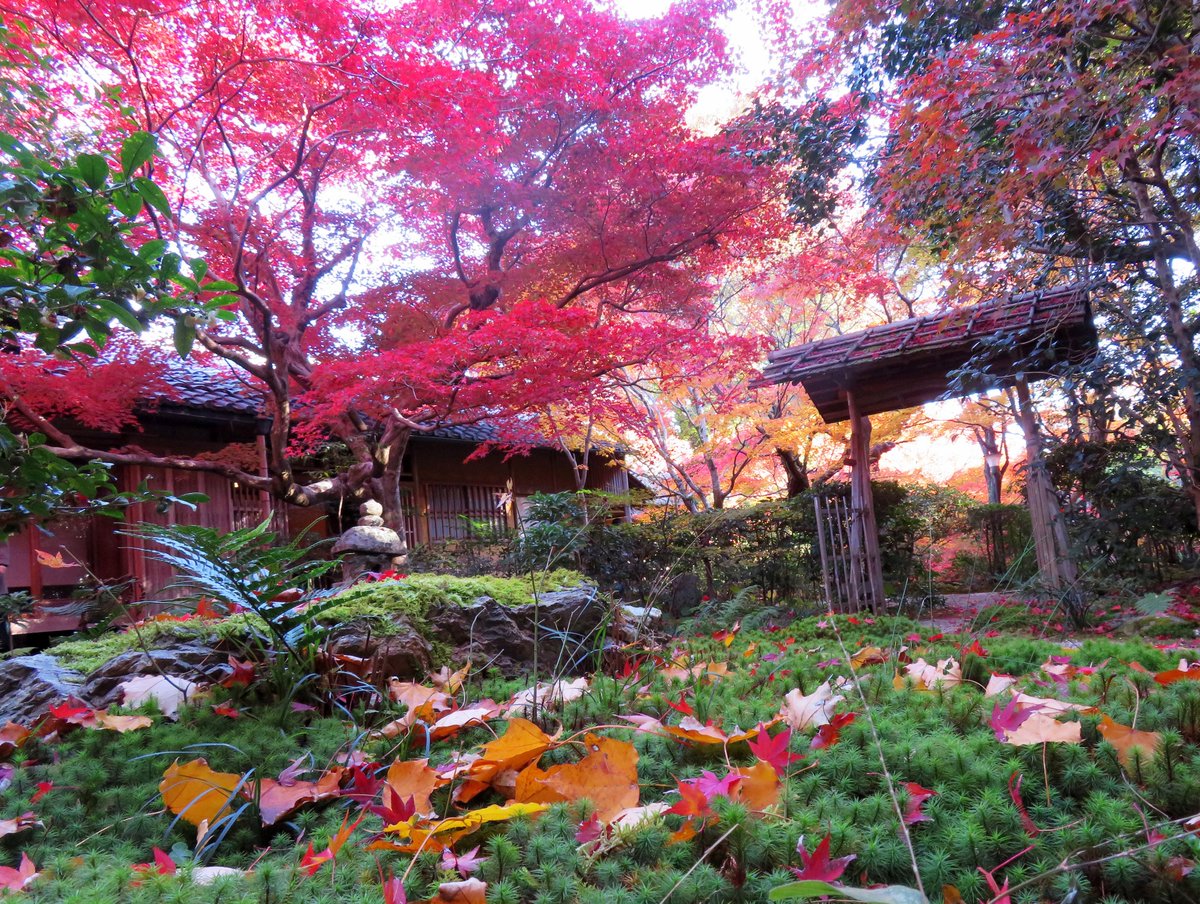 hitomihcx's tweet photo. Enrian/厭離庵/2024.12.07
#Kyoto #京都 #arashiyama #嵐山
#sagano #嵯峨野
#sagaarashiyama #嵯峨嵐山
#Enrian #厭離庵
#NearbyTemple #近所の寺
#AutumnLeaves #紅葉 https://t.co/wyEo4wUi72