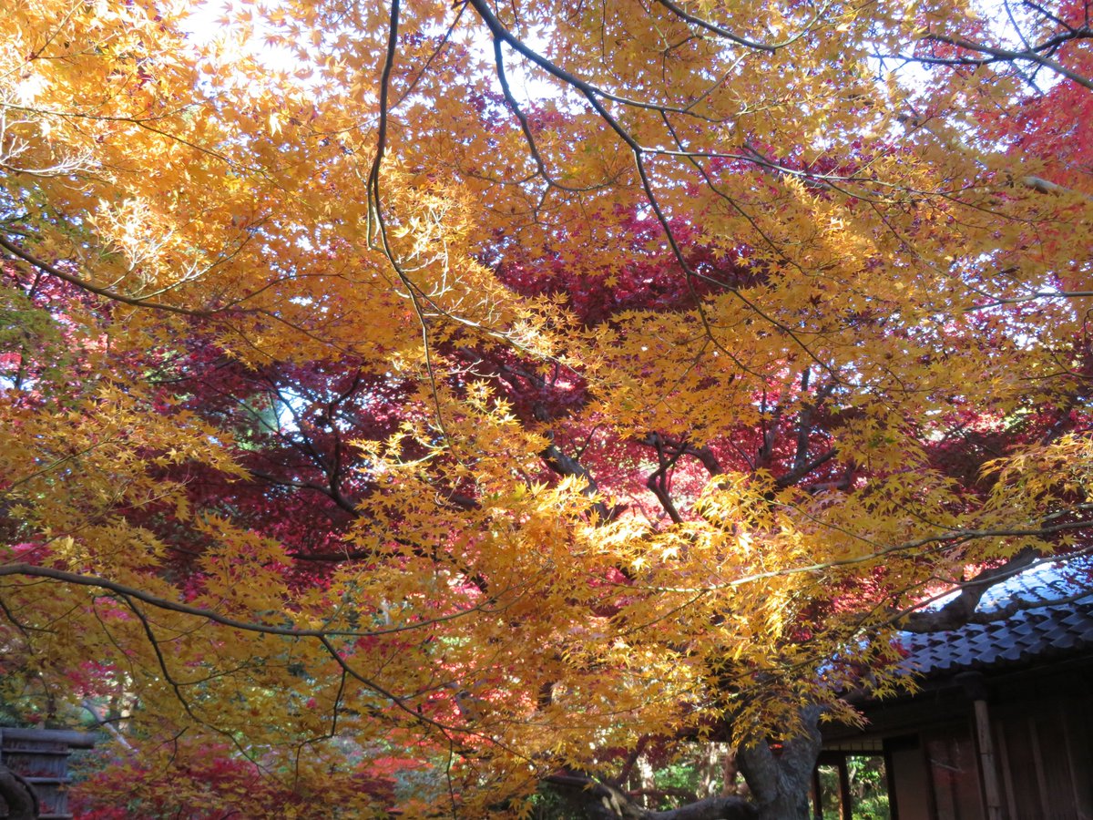 hitomihcx's tweet photo. Enrian/厭離庵/2024.12.07
#Kyoto #京都 #arashiyama #嵐山
#sagano #嵯峨野
#sagaarashiyama #嵯峨嵐山
#Enrian #厭離庵
#NearbyTemple #近所の寺
#AutumnLeaves #紅葉 https://t.co/wyEo4wUi72