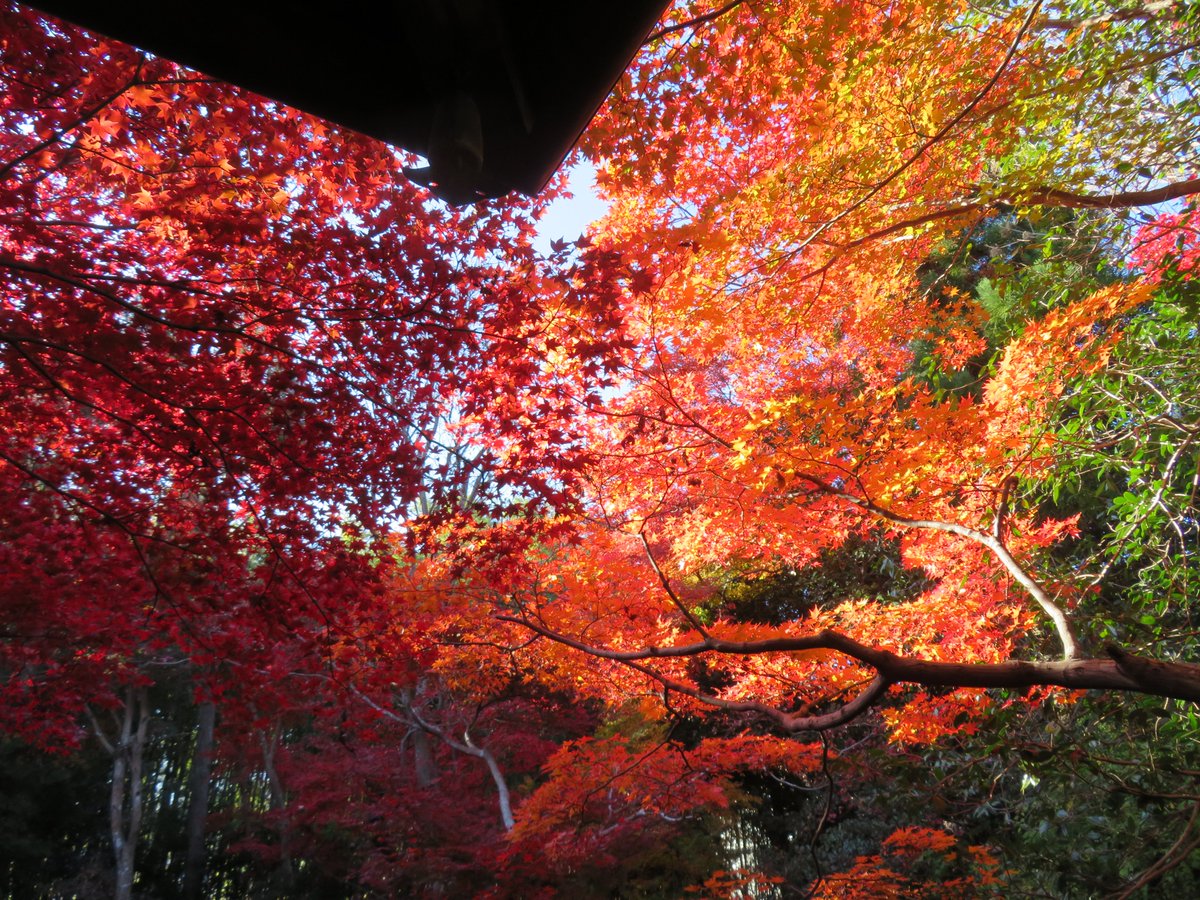 hitomihcx's tweet photo. Enrian/厭離庵/2024.12.07
#Kyoto #京都 #arashiyama #嵐山
#sagano #嵯峨野
#sagaarashiyama #嵯峨嵐山
#Enrian #厭離庵
#NearbyTemple #近所の寺
#AutumnLeaves #紅葉 https://t.co/wyEo4wUi72