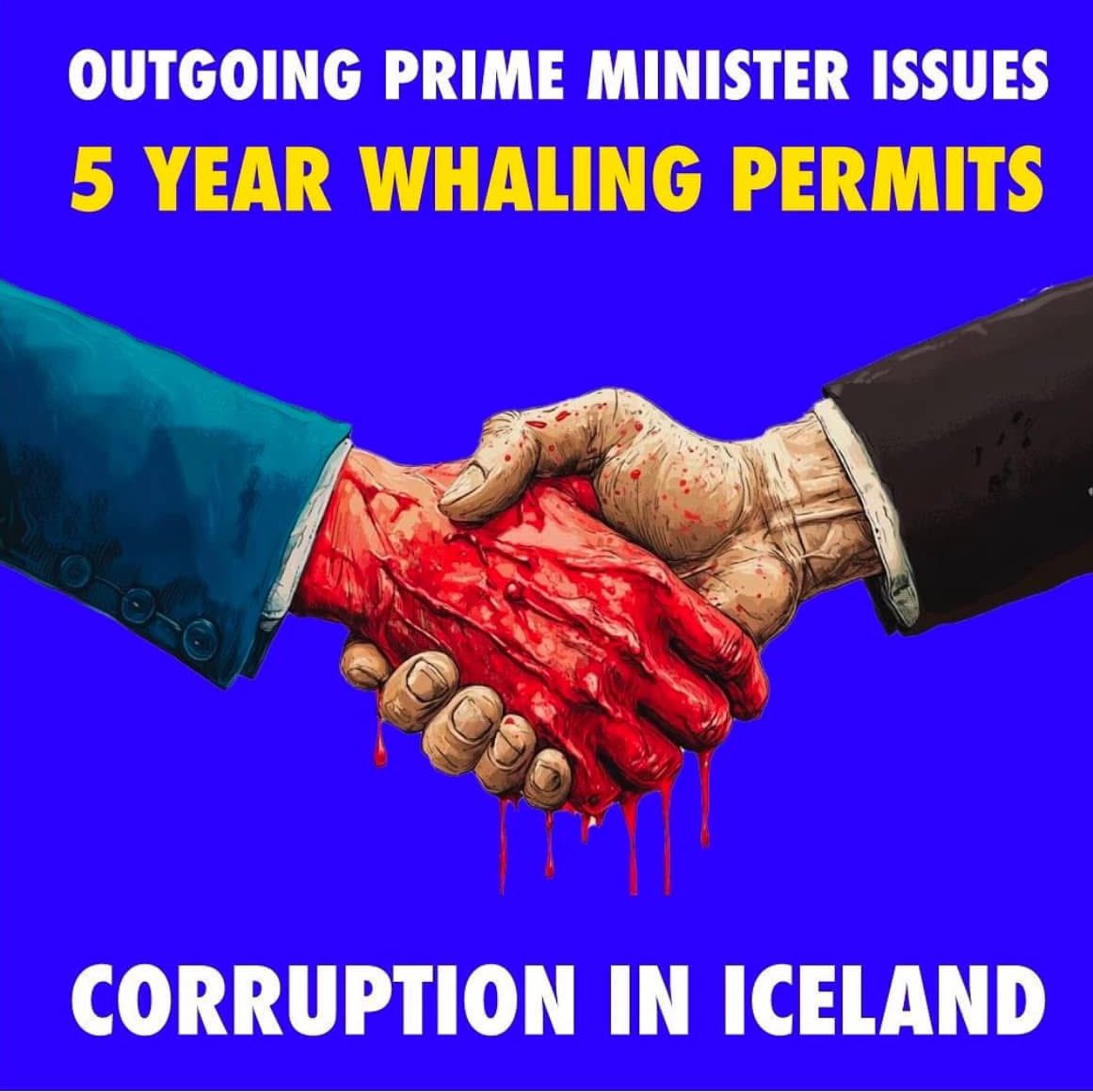 #Iceland, Shocking: Seuraavan 5 vuoden aikana jopa 1000 uhanalaista valasta tapetaan Islannin aluevesillä! Väistyvä pääministeri <a href="/Bjarni_Ben/">Bjarni Benediktsson</a> myönsi valaanpyyntiluvat kahdelle yhtiölle. Valaanliha viedään #Japan iin, missä sen kysyntä on vähäistä. #SaveTheWhales 🐋 #SaveThePlanet