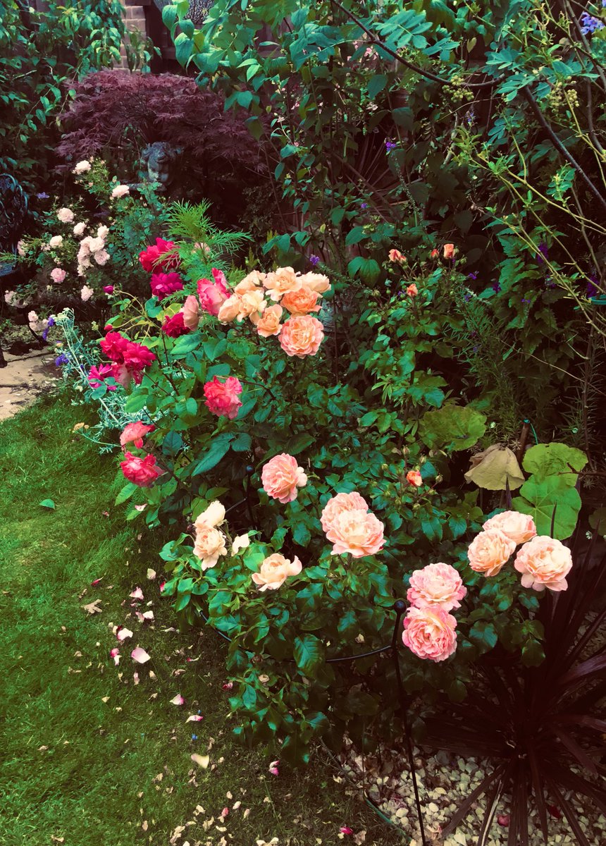Trinkle96619465's tweet photo. #SundayMemory One of the Rose borders in summer. https://t.co/hVwWFTXCBX