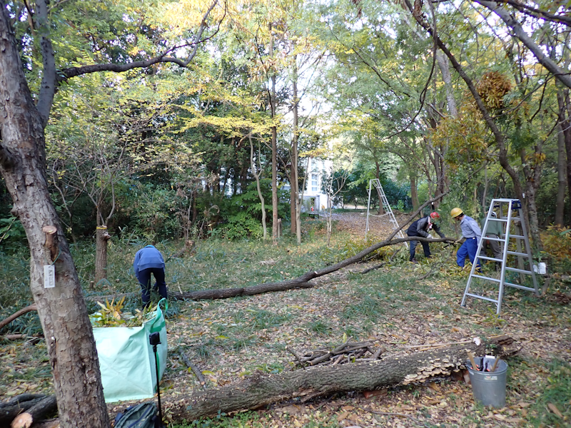 itakon_net's tweet image. 昨日は、友の会運営委員有志で行っている昆陽池ビオトープの手入れ日でした、今回は、台場クヌギつくりとして、クヌギの伐採を行いました、切った木は、均等に切断しシイタケ栽培のホダ木になります(松)
