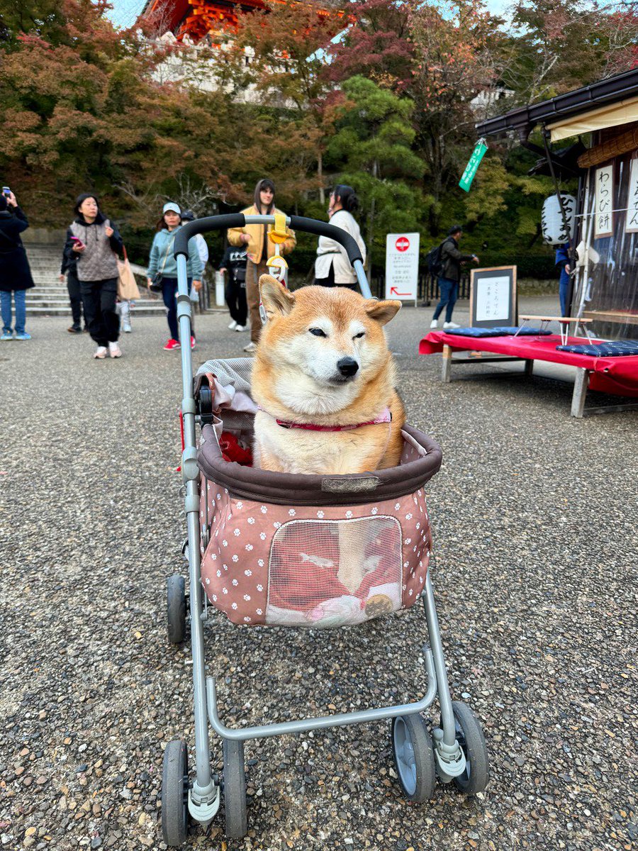 ShamovD's tweet photo. 京都で可愛い犬を出会いました。

#京都 #日本 #犬 #japan #kyoto #япония #dog https://t.co/48UqstjwEJ