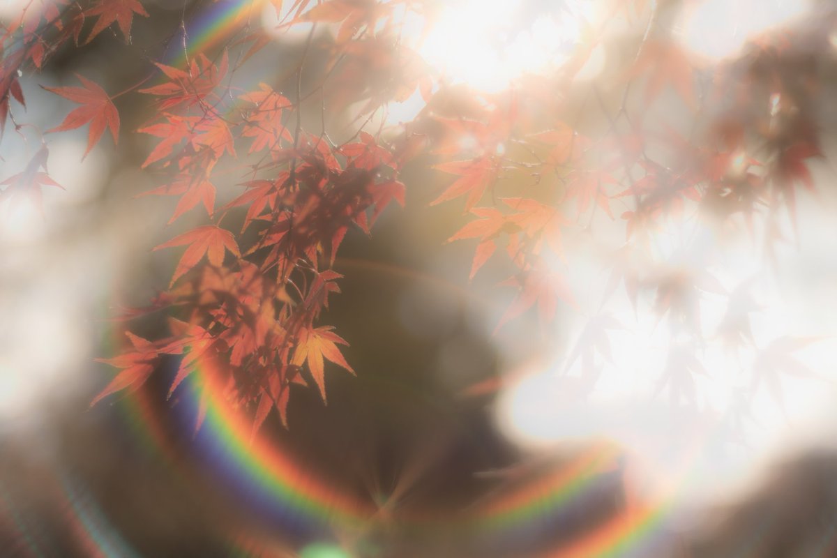 kurobee2707's tweet photo. 紅葉です🔥
#写真好きな人と繋がりたい #写真撮ってる人と繋がりたい #カメラ好きな人と繋がりたい #ファインダー越しの私の世界 #キリトリセカイ #ダレカニミセタイケシキ #紅葉2024 https://t.co/k1OVIQiOAx