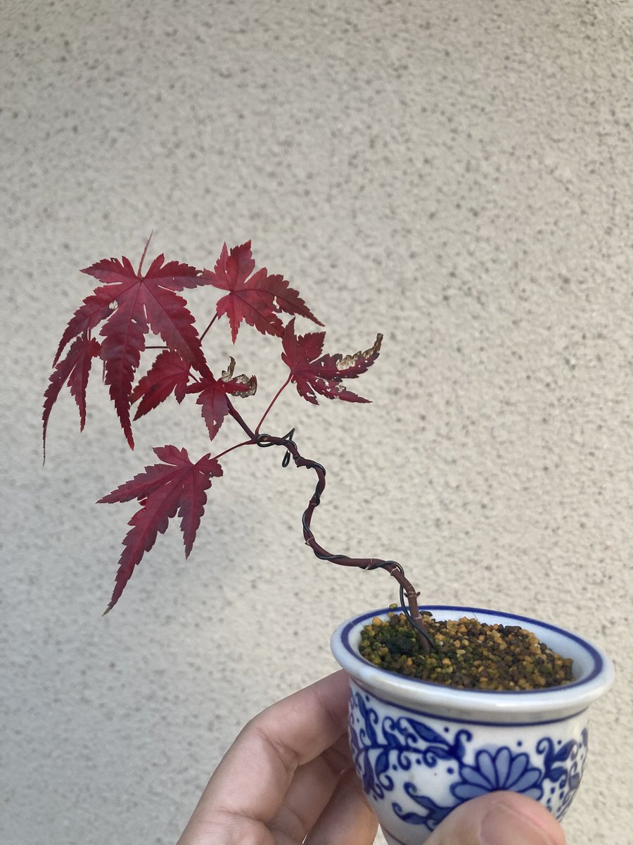 hy67390397's tweet photo. 細いけど、小品盆栽風で🍁 https://t.co/j3HXkchWGT