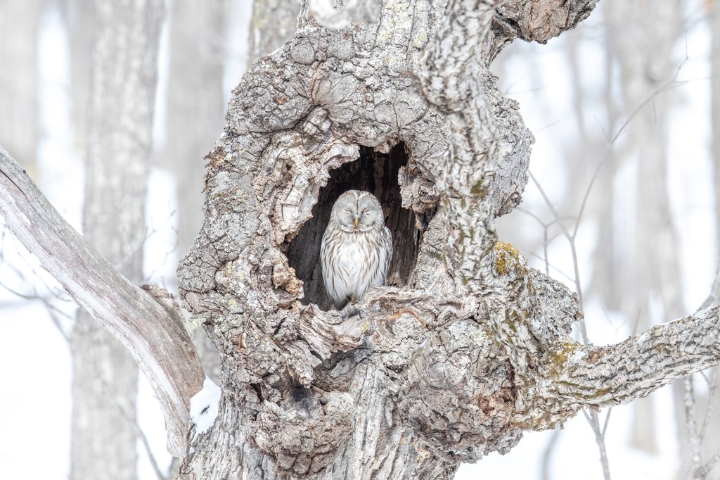 No time for napping! Entries for BPOTY 2025 close tonight at 23:59 BST TONIGHT 🏆️

Midwinter Nap
Birds in the Environment - COMMENDED
Matthew Kwan, Hong Kong