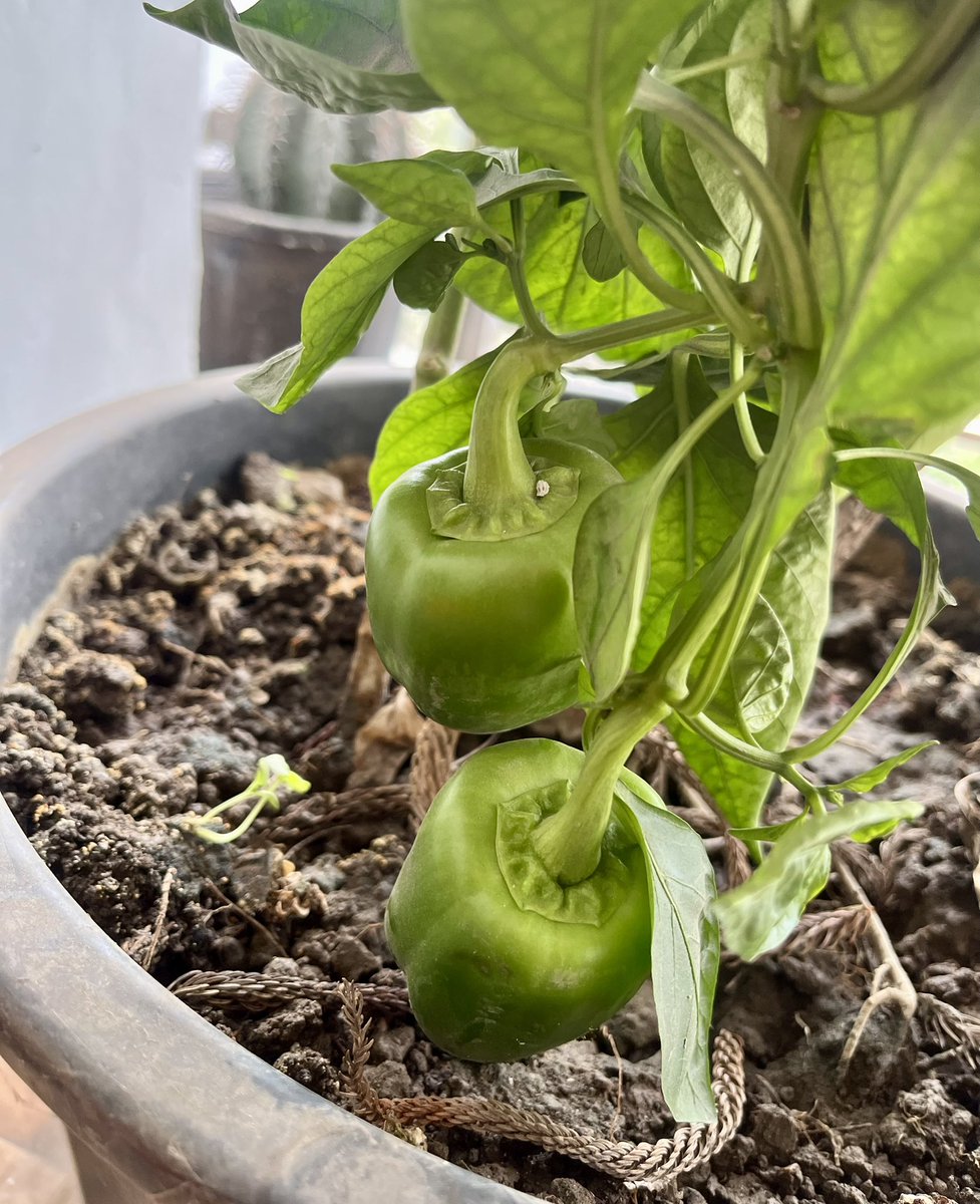 Sunny Sunday and the veggies are ready for harvest♥️💚 The joys of growing one’s food is inexplicable!
#HappyFarmer #TwitterNatureCommunity #growyourown #kitchengardening