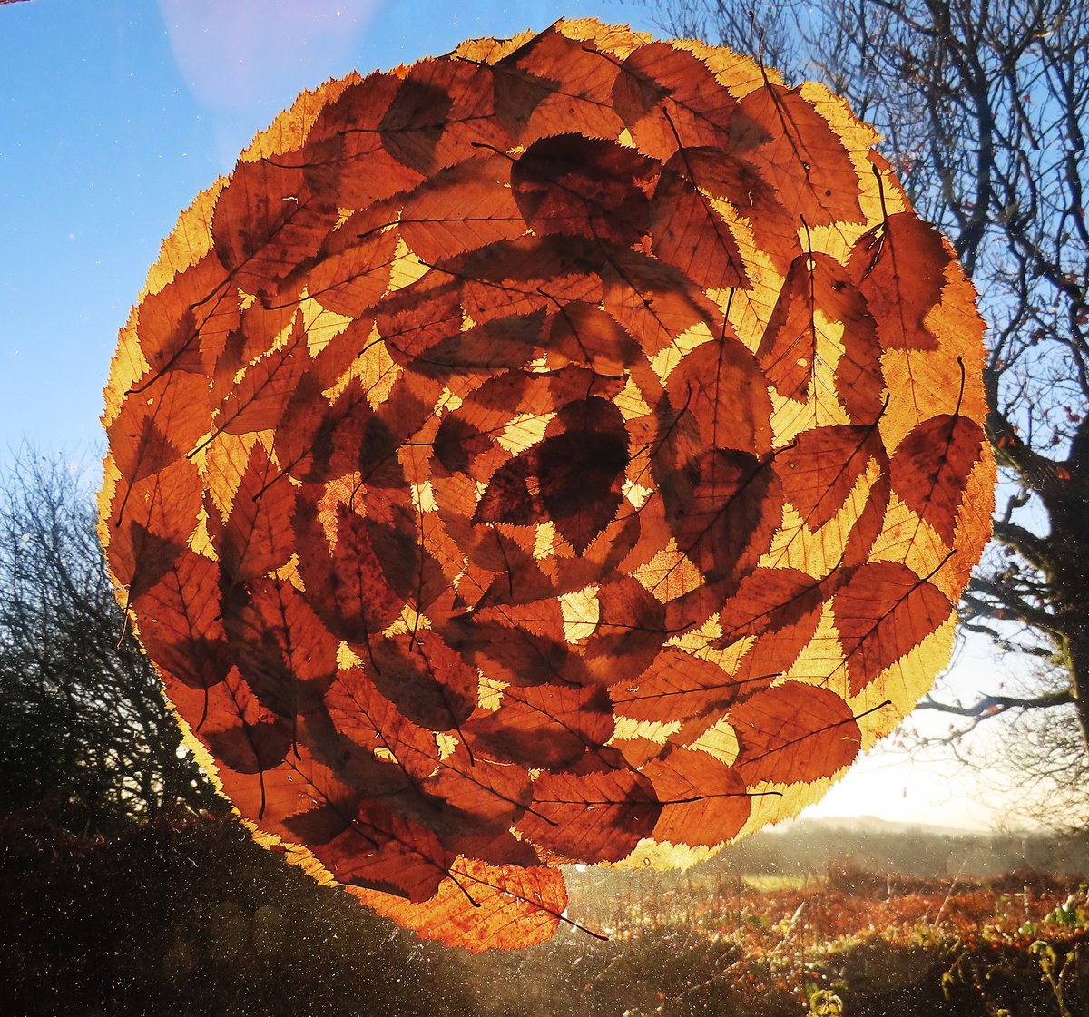 Spiral of Hornbeam Leaves