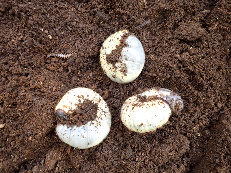 itakon_net's tweet image. ビオトープでは、カブトムシの幼虫が立派に育っていました、前々回伐採のしたホダ木からもまだシイタケが出ています、前回伐採したホダ木からもシイタケが出始めました。(松)