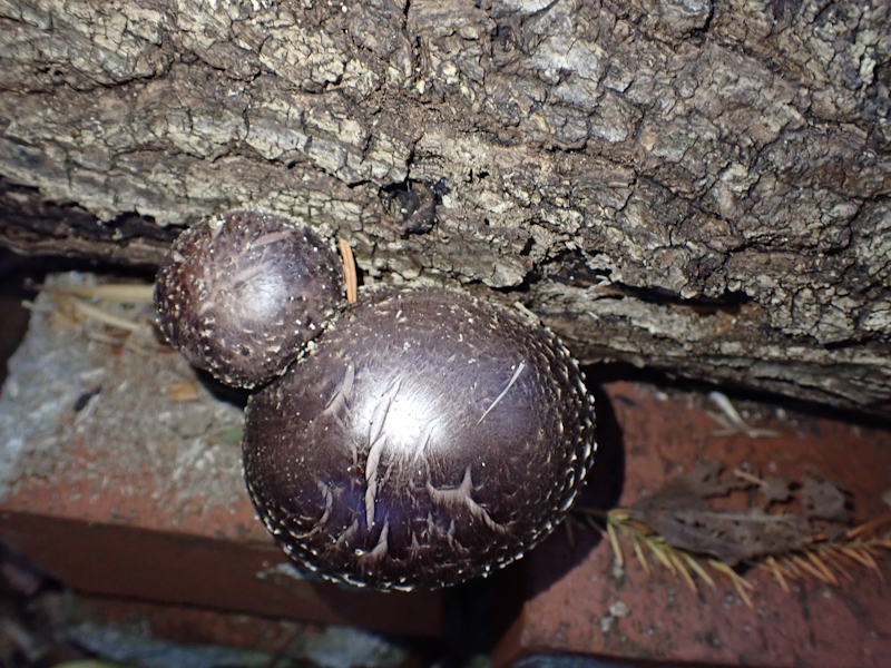 itakon_net's tweet image. ビオトープでは、カブトムシの幼虫が立派に育っていました、前々回伐採のしたホダ木からもまだシイタケが出ています、前回伐採したホダ木からもシイタケが出始めました。(松)
