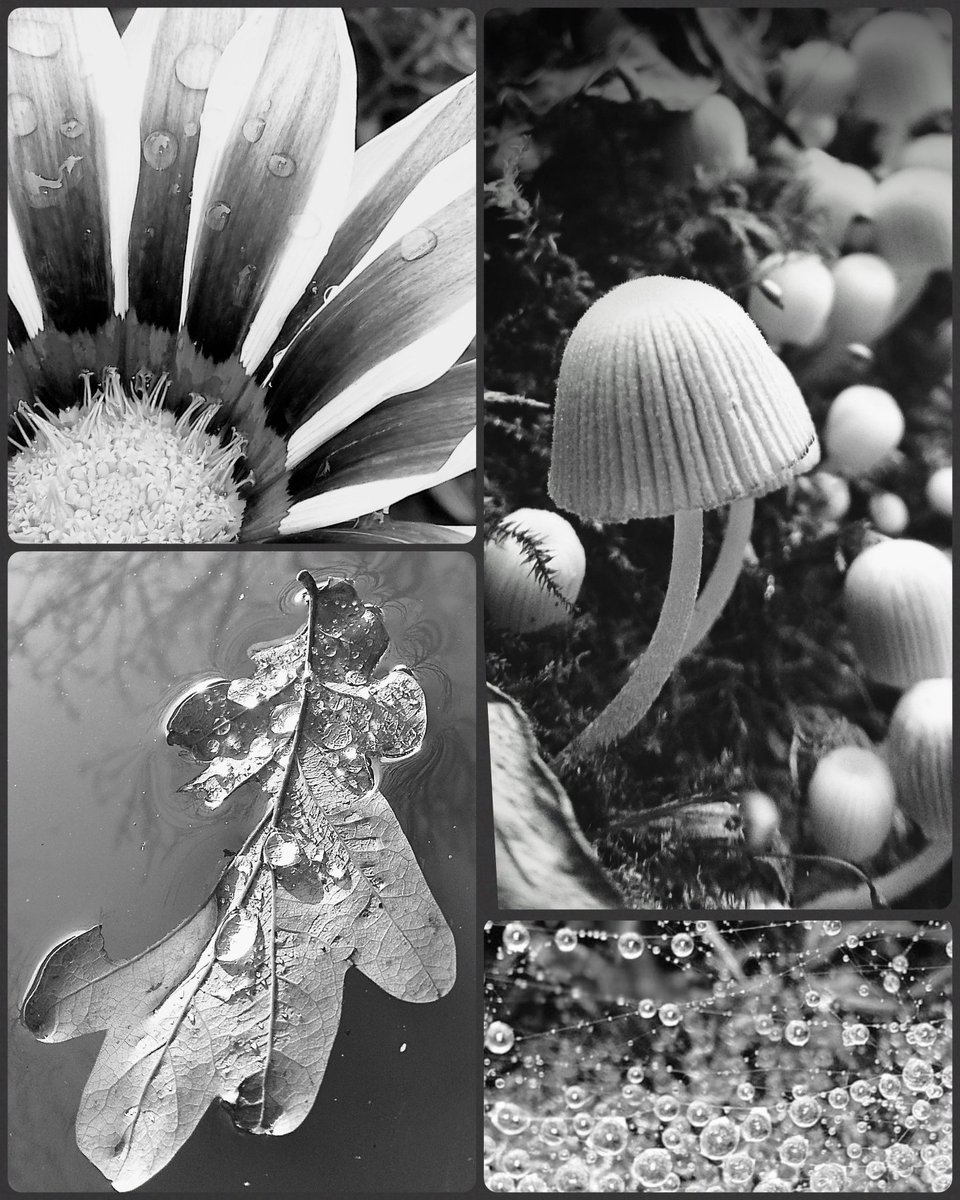 #SundayMorning #BlackAndWhiteMacro with a few favourites from recent months. <a href="/BNW_Macro/">BlackAndWhiteMacro</a> <a href="/MacroHour/">#MacroHour 🌿</a> #vitaminN