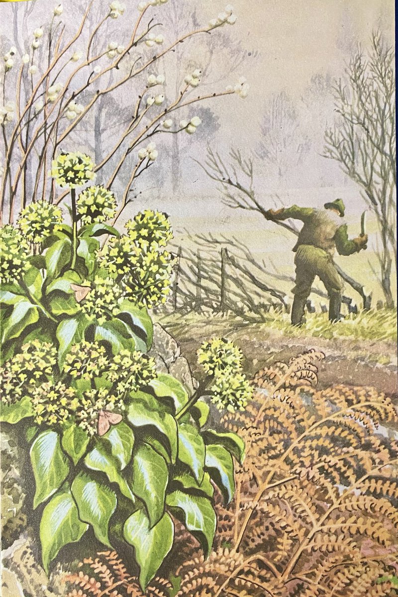 BElliottAuthor's tweet photo. A December job: hedge laying. By C.F. Tunnicliffe, an illustration from the Ladybird book ‘What to look for in winter’ (1959). https://t.co/JHlMz3VevH