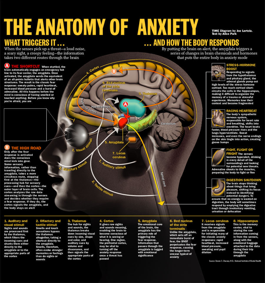 InterestingSTEM's tweet photo. The Anatomy of Anxiety https://t.co/YobHOKuQkr