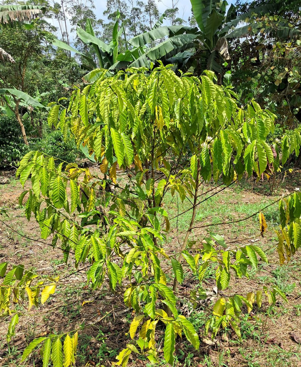 Comrades. Sundays we give back to the people, free of charge. 
I have a farmer who is puzzled with the look of his coffee. What do you think is happening and how can this be controlled and prevented.