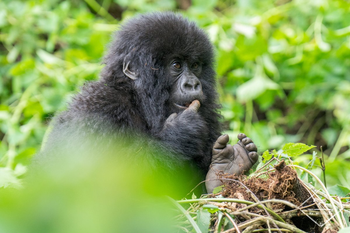 BlogMyWildlife's tweet image. Où faire un safari au Rwanda ? Voici la liste des parcs nationaux et réserves pour voir et photographier les animaux au Rwanda (dont le gorille des montagnes) my-wildlife.com/ou-faire-un-sa… 🦍