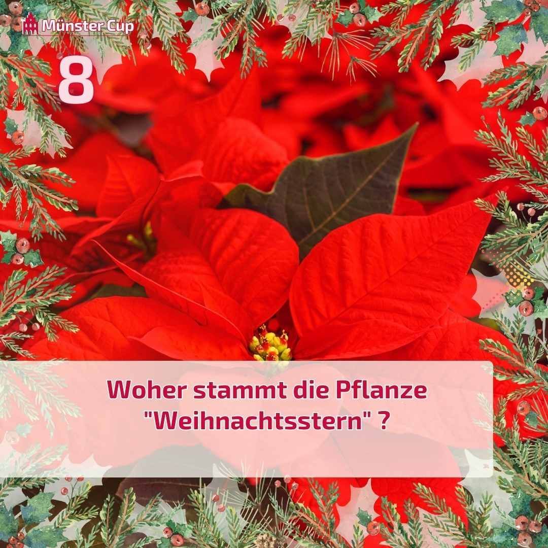 MuensterQuiz's tweet photo. 🌟 𝙳𝚎𝚛 #𝚆𝚎𝚒𝚑𝚗𝚊𝚌𝚑𝚝𝚜𝚜𝚝𝚎𝚛𝚗 𝚔𝚘𝚖𝚖𝚝 𝚞𝚛𝚜𝚙𝚛ü𝚗𝚕𝚒𝚌𝚑 𝚊𝚞𝚜 ？？？ 

💡 in seiner Heimat wächst er als imposanter 5-Meter-Strauch
💡 Alexander von Humboldt brachte diesen weihnachtlichen #Exoten 1804 nach Europa 🌿

#MünsterCup #MünsterQuiz #Münster #Advent https://t.co/6A8uxwyGn9