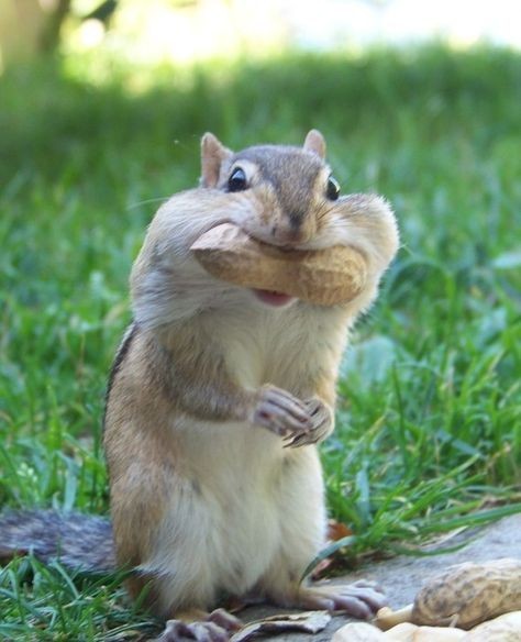 Untamedpath's tweet photo. "Cheeks full of happiness! #chipmunklife #nutsaboutnuts #cutenessoverload" https://t.co/BMbCQ4YSWf