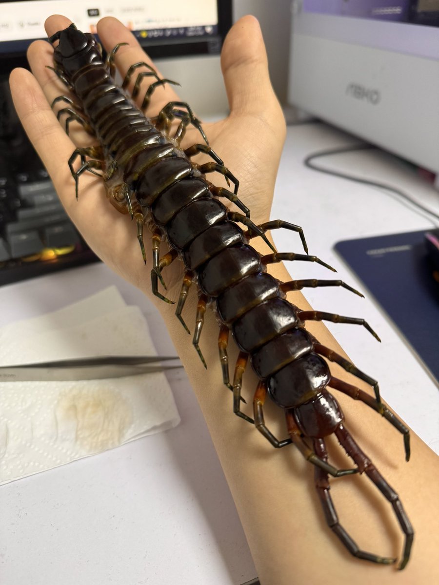 Scolopendra gigantia