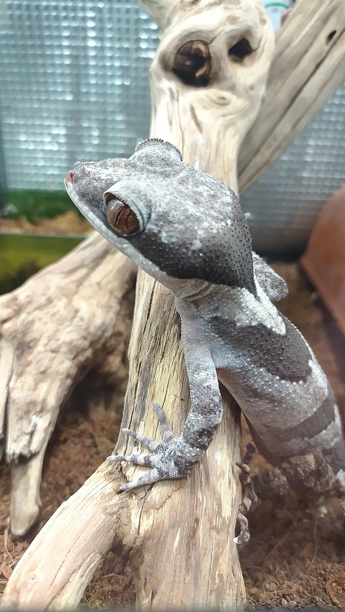 ホソ蔵くん
白っぽいね～😊