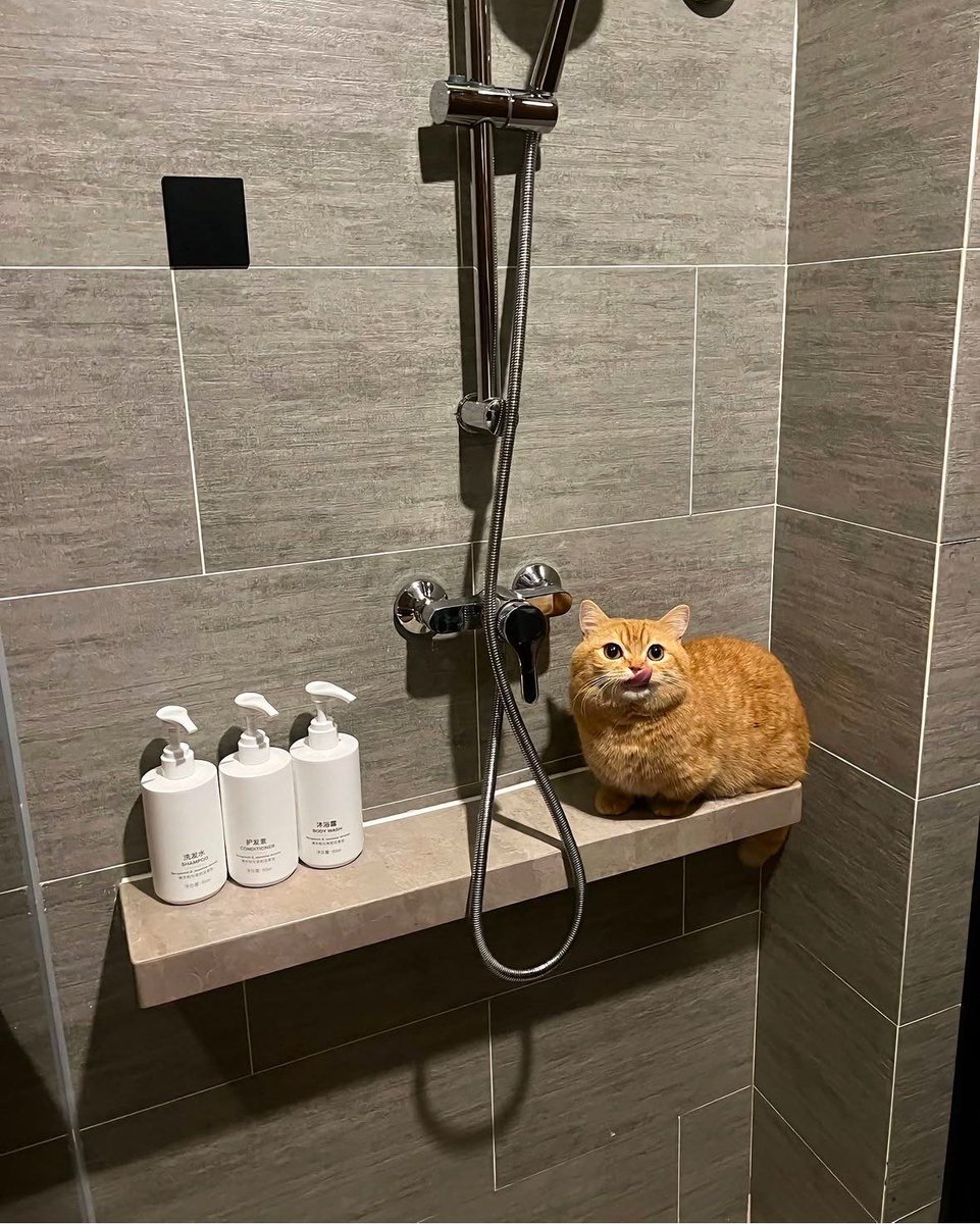 ShouldHaveCat's tweet photo. orange sponge https://t.co/y2ZY643y7J