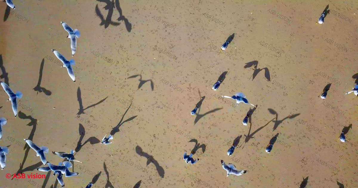 AsbVision's tweet image. 