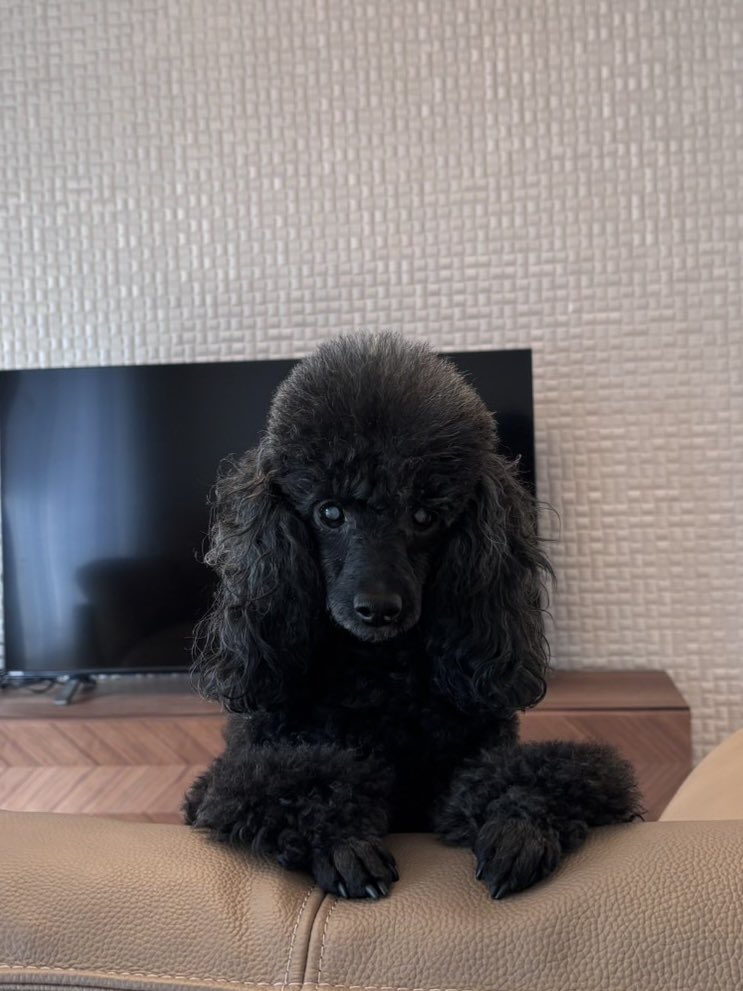 こんばんは🐰🤍

みなさんお変わりなくお過ごしですか？
私は気管支炎で高熱がでていて少しダウンしちゃってます、、、

学校もあと4回行ったら終わり！
ということで2024年最後まで私らしく駆け抜けられるように応援してもらえると嬉しいな💕

#トイプードル #黒プーちゃん