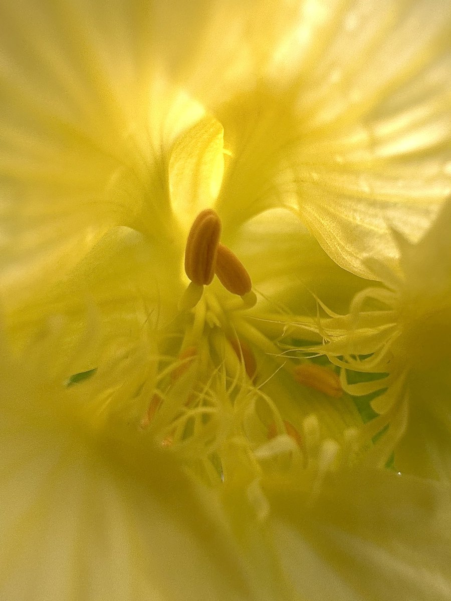 Let’s see some 💛 for #SundayYellow