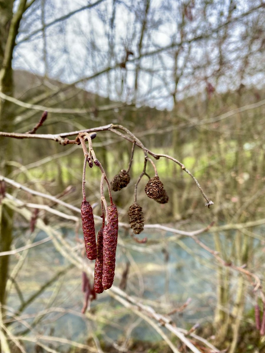 fusseltroll's tweet image. #ZweiterAdvent 🕯️🕯️