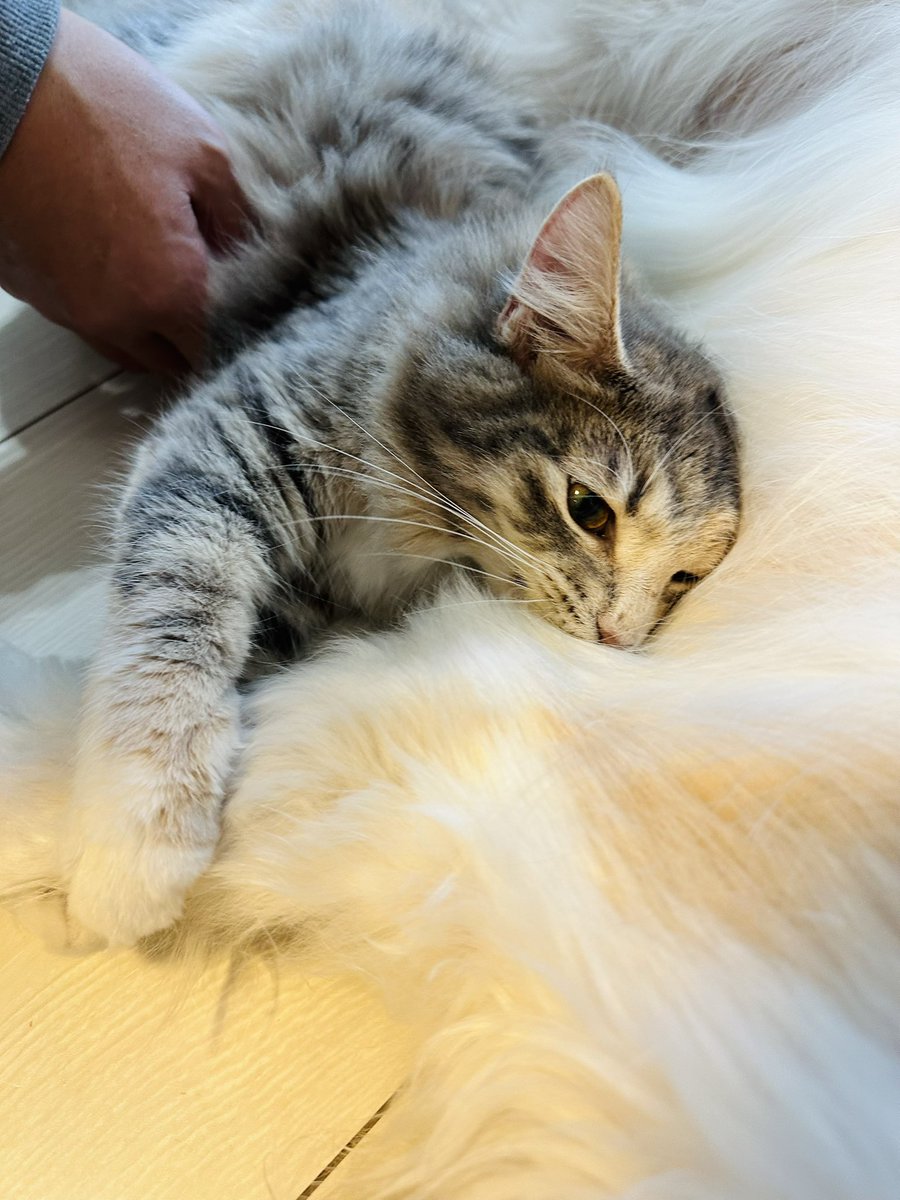 tokumei795's tweet image. ｷﾞｭｯ………ｽﾔｧ……………平和な世界

#猫のいる暮らし𓏲𓎨 
#大型犬のいる生活