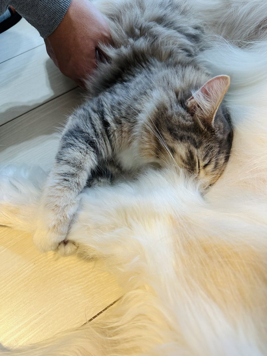 tokumei795's tweet image. ｷﾞｭｯ………ｽﾔｧ……………平和な世界

#猫のいる暮らし𓏲𓎨 
#大型犬のいる生活