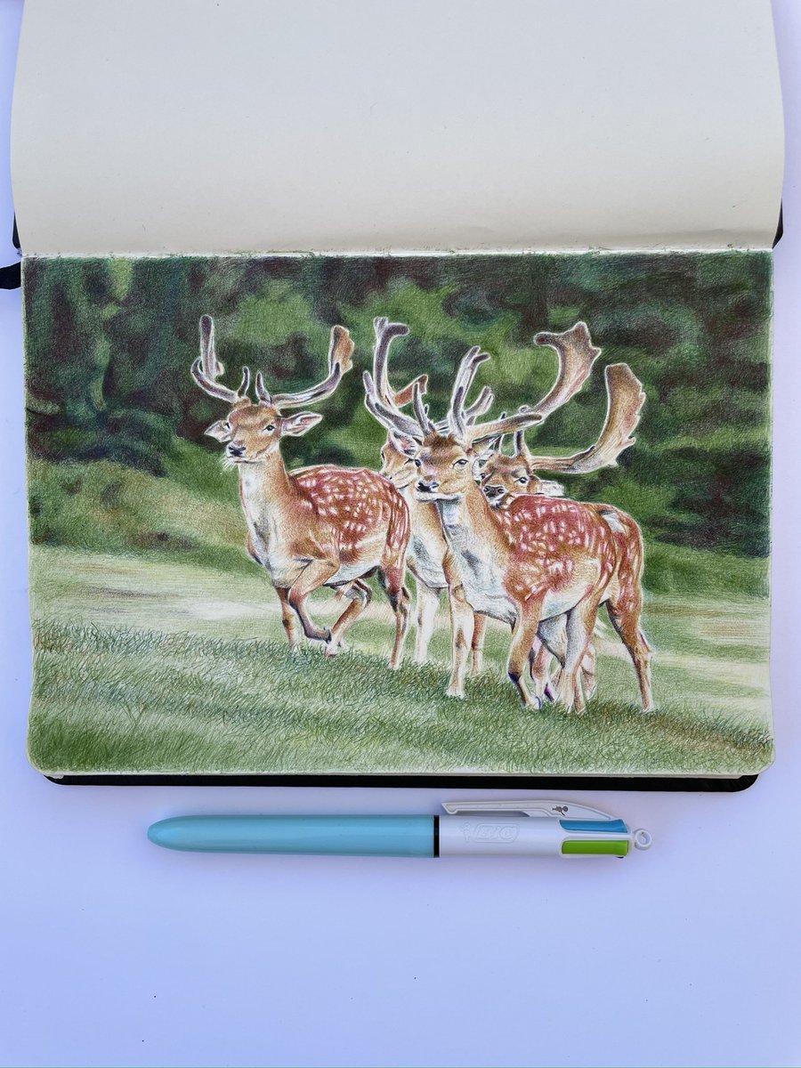 Ya vamos mejorando los fondos. Gamo europeo, dibujo hecho con bolígrafo 🖊️😇