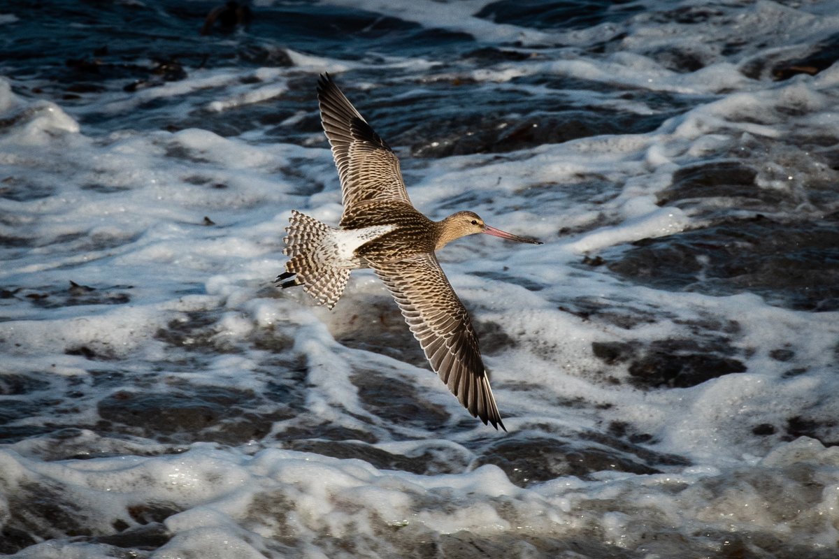 At a distance, flocks of Bar-tailed Godwit can resemble Starling murmurations as they twist and turn in unison #AdventDay8