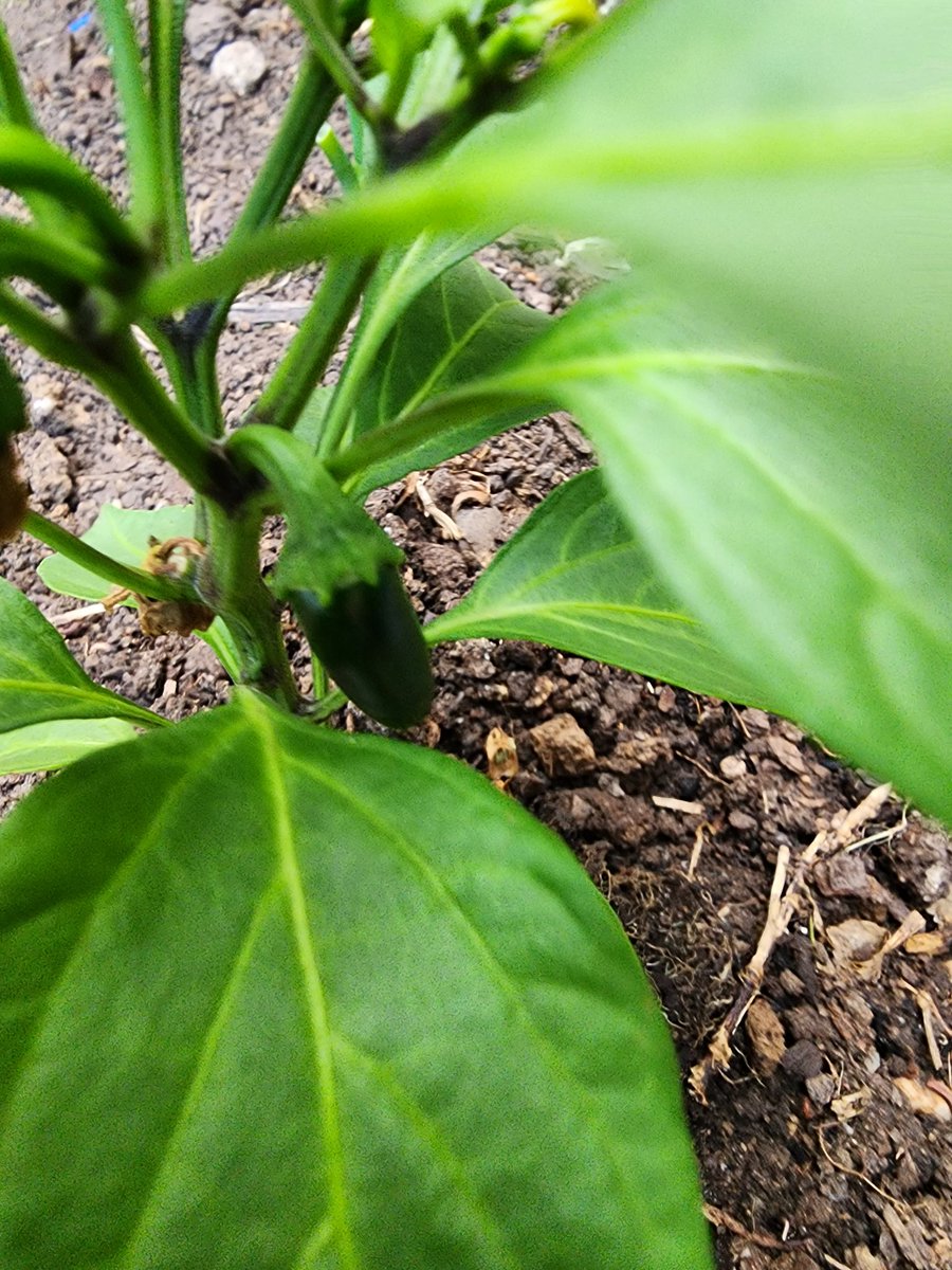 VeareDB's tweet photo. PUMPKIN SEEDLING AND LITTLE CHILLI https://t.co/kLQMQXjbF1