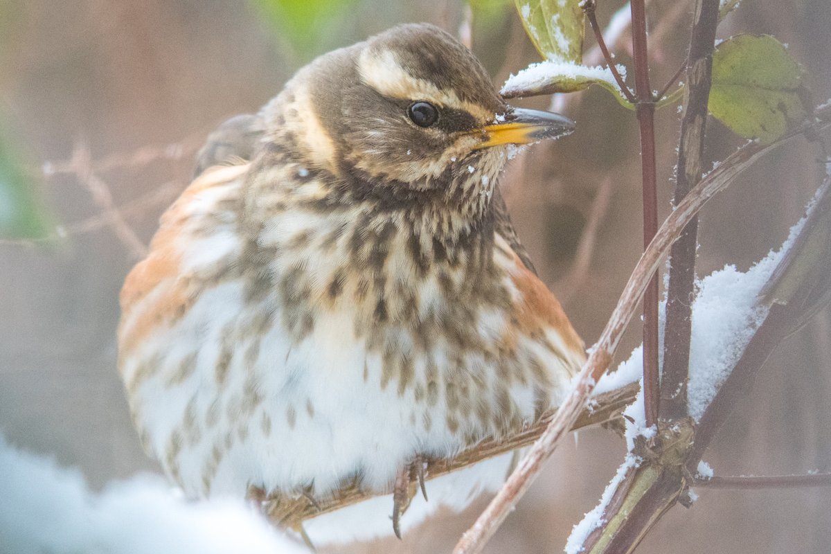 We see and hear Redwings almost every day through the winter as they move between feeding and roosting areas #AdventDay9