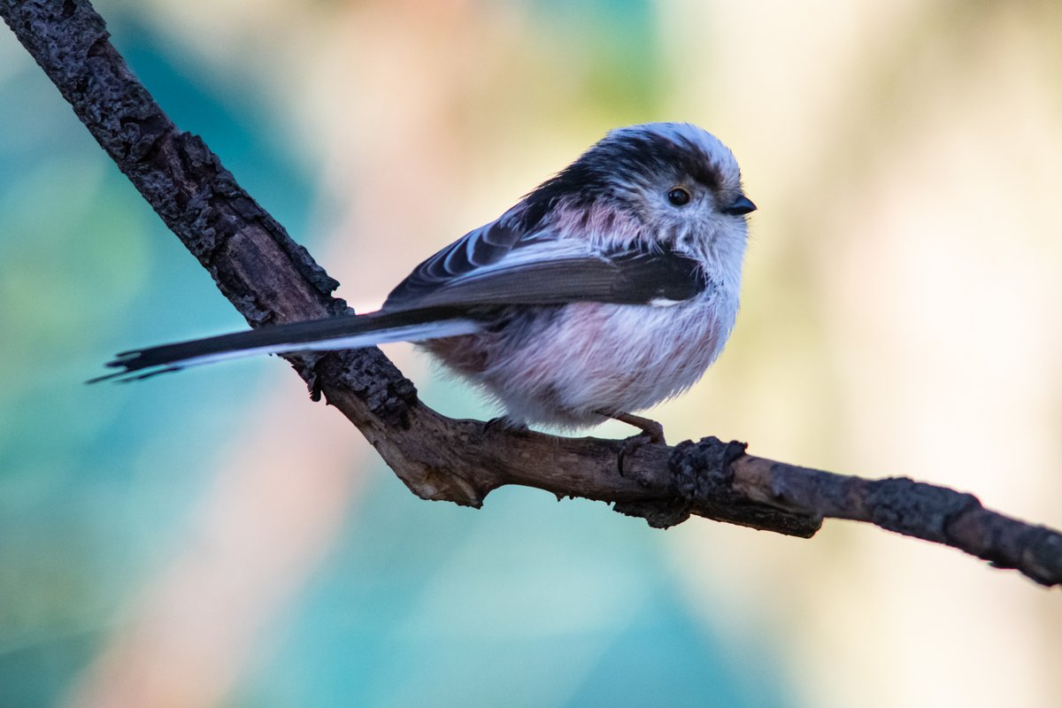 Often a challenge to photograph, as they they're in almost perpetual motion, Long-tailed Tits are adorable little birds #AdventDay10