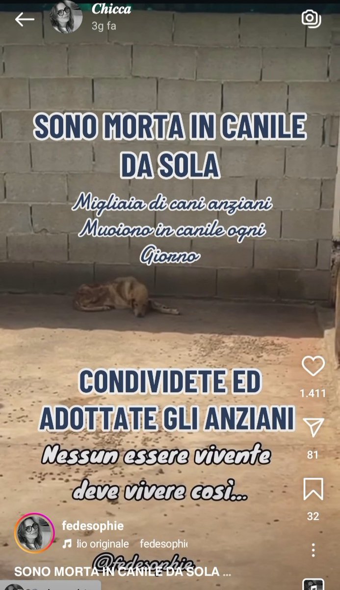 zampa_qua's tweet photo. Avevo condivisa tempo fa..Purtroppo ci ha lasciati...Buon ponte cucciola 💔🌈😔🙏 ADOTTATE I CANI ANZIANI GLI SALVERETE LA VITA #adottauncaneanziano #adottauncanedalcanile #canile #lager #anziano #cane #salviamo #adottatecanianziani https://t.co/YneCNlXW3b