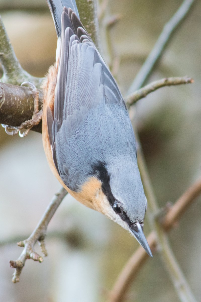 Nuthatch is a very sedentary bird, with most of them never moving far from where they hatched #AdventDay11 #WildlifeWednesday