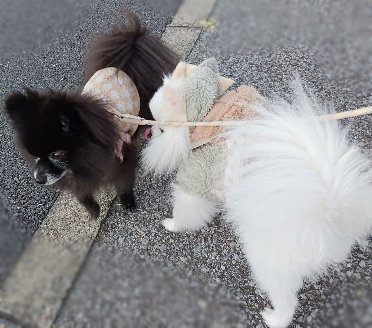 「先日10歳なったぽんくんと、クリスマスに4歳になるおもちくん#ポメラニアン  #」|犬飼りっぽ🐾土曜 東シ-12aのイラスト