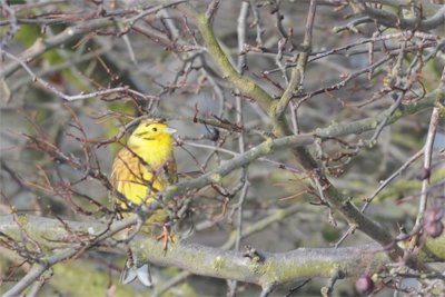 Yellowhammers add a splash of colour to the winter gloom #AdventDay13