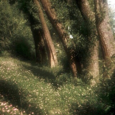 artindetails's tweet photo. every tree tells a tale https://t.co/vO590ihggI