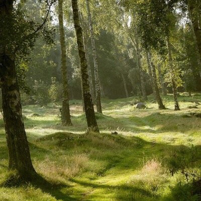 artindetails's tweet photo. every tree tells a tale https://t.co/vO590ihggI