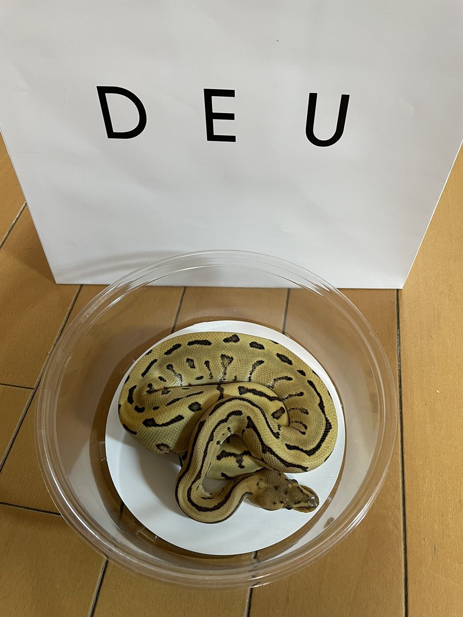 本日、WAF梅田にて初めてビバさんの所からボールパイソンお迎えしました😆
そしてDEUさんからも2匹目、3匹目お迎えしました😆