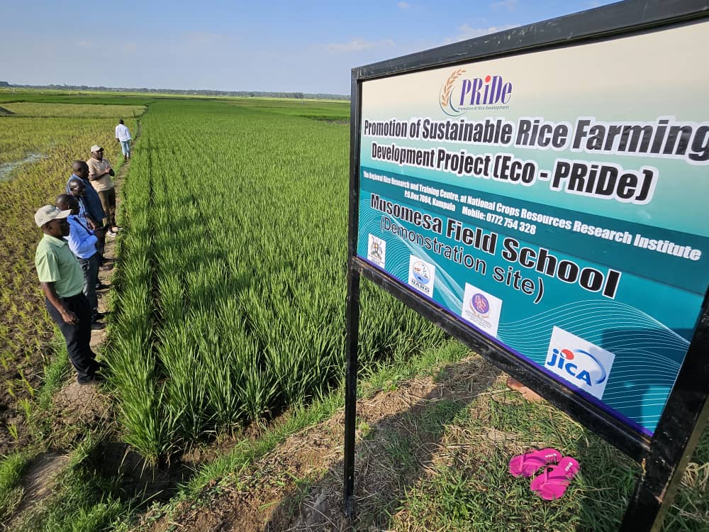 NARO_BUGIZARDI tweet media