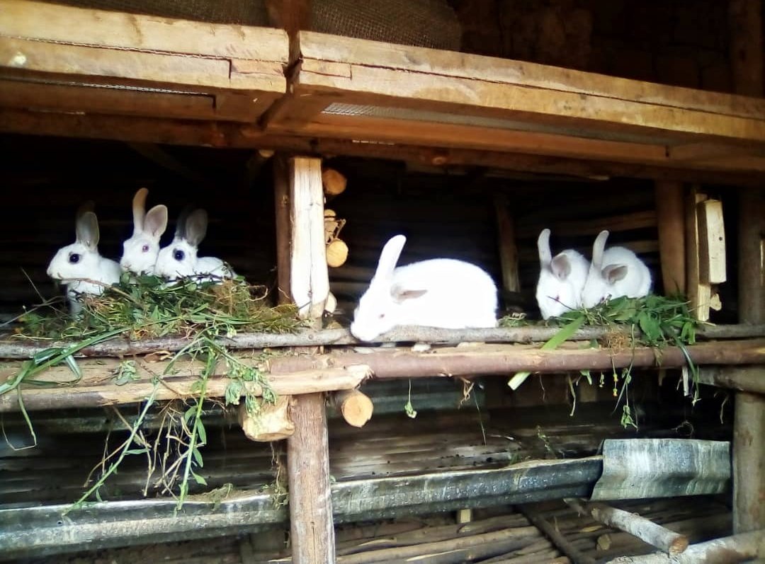 LeandreBaka2's tweet photo. Did you know a rabbit’s digestive system is so efficient that they absorb 80% of nutrients from their food? Feed them right, and they’ll give you high returns. #RabbitNutrition https://t.co/VnySm1wSnb