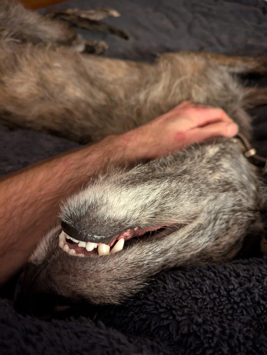 Freydis 2023 🐶 Sprocket 2012-2023 ❤️ 🌈 tweet media