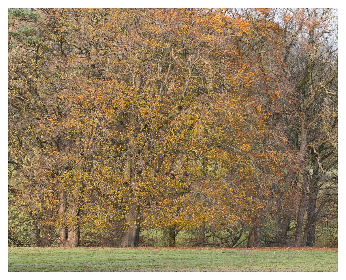 stuartminnikin's tweet photo. The Last Colours Of Autumn
Taken in the middle of November when there were just a few leaves hanging on in the Hodder Valley in Lancashire.
#autumn #autumnvibes #autumncolors #autumncolours #autumnleaves #autumntrees #hoddervalley #lancashire #lancashirelife https://t.co/JRUYpuqrQf