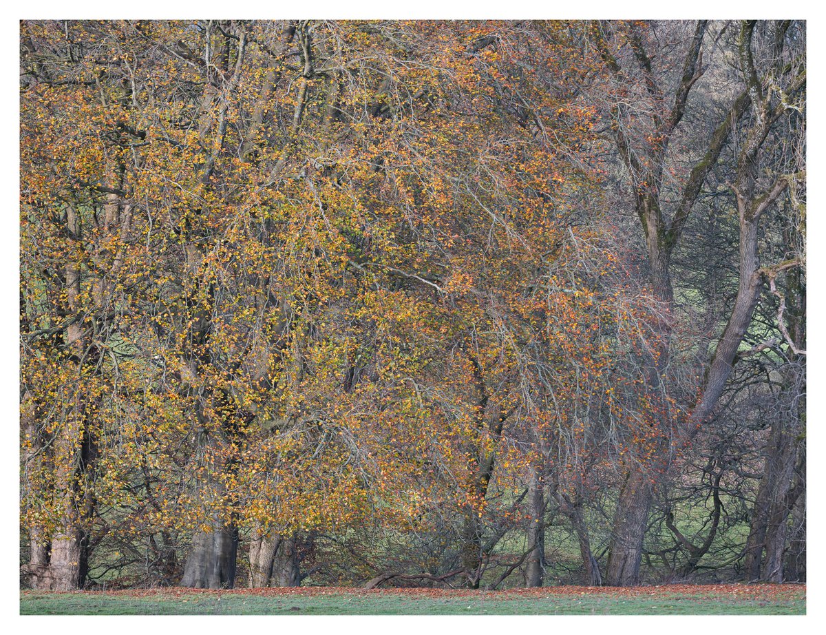 stuartminnikin's tweet photo. The Last Colours Of Autumn
Taken in the middle of November when there were just a few leaves hanging on in the Hodder Valley in Lancashire.
#autumn #autumnvibes #autumncolors #autumncolours #autumnleaves #autumntrees #hoddervalley #lancashire #lancashirelife https://t.co/JRUYpuqrQf