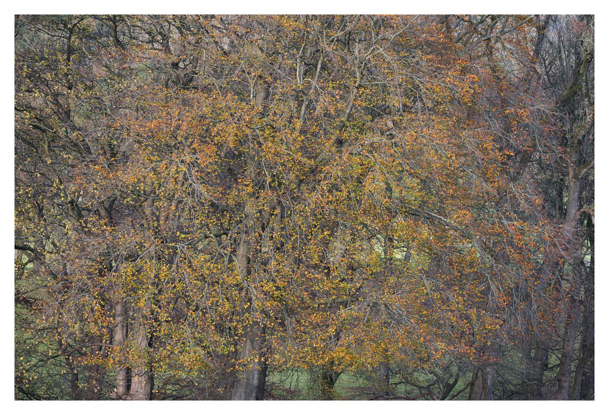 stuartminnikin's tweet photo. The Last Colours Of Autumn
Taken in the middle of November when there were just a few leaves hanging on in the Hodder Valley in Lancashire.
#autumn #autumnvibes #autumncolors #autumncolours #autumnleaves #autumntrees #hoddervalley #lancashire #lancashirelife https://t.co/JRUYpuqrQf