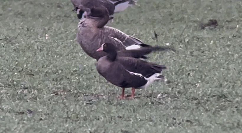 bigpatfinch (@bigpatfinch) on Twitter photo Lesser White-fronted Goose at Lynn Point #KingsLynn viewed from Babingley Sluice <a href="/RareBirdAlertUK/">RareBirdAlertUK</a> Lesser White-fronted Goose at Lynn Point #KingsLynn viewed from Babingley Sluice <a href="/RareBirdAlertUK/">RareBirdAlertUK</a>