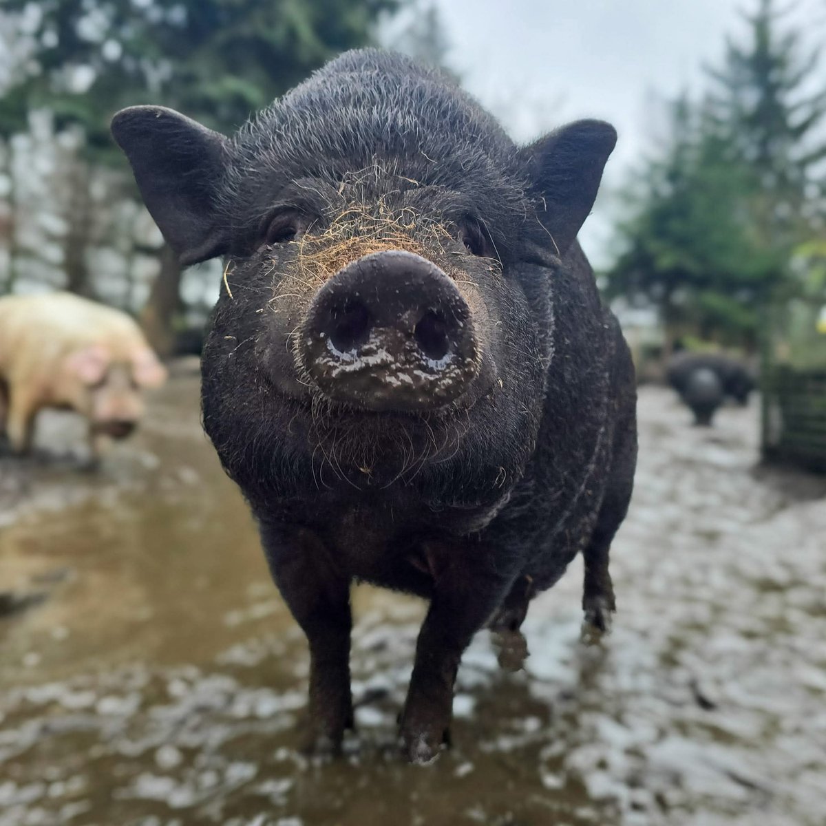 gieniutkowo's tweet photo. Dziś Dzień dobry mówi Wam Szyyybka #Gocha 🩷
Życzymy Wszystkim MIŁEGO DNIA🍀🐷🎅❄️ https://t.co/tbZLtUKLbH